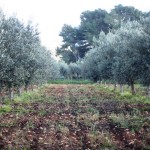 uliveto di castelluzzo